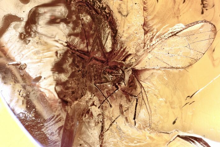 Detailed Fossil Winged Aphid (Aphidoidea) in Baltic Amber #346666